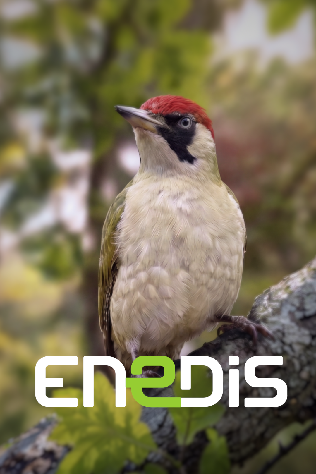 Nathan Galmiche - Compositing et Intégration CG pour le projet publicitaire Enedis